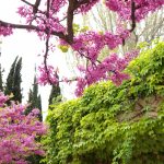 diseño vegetacion